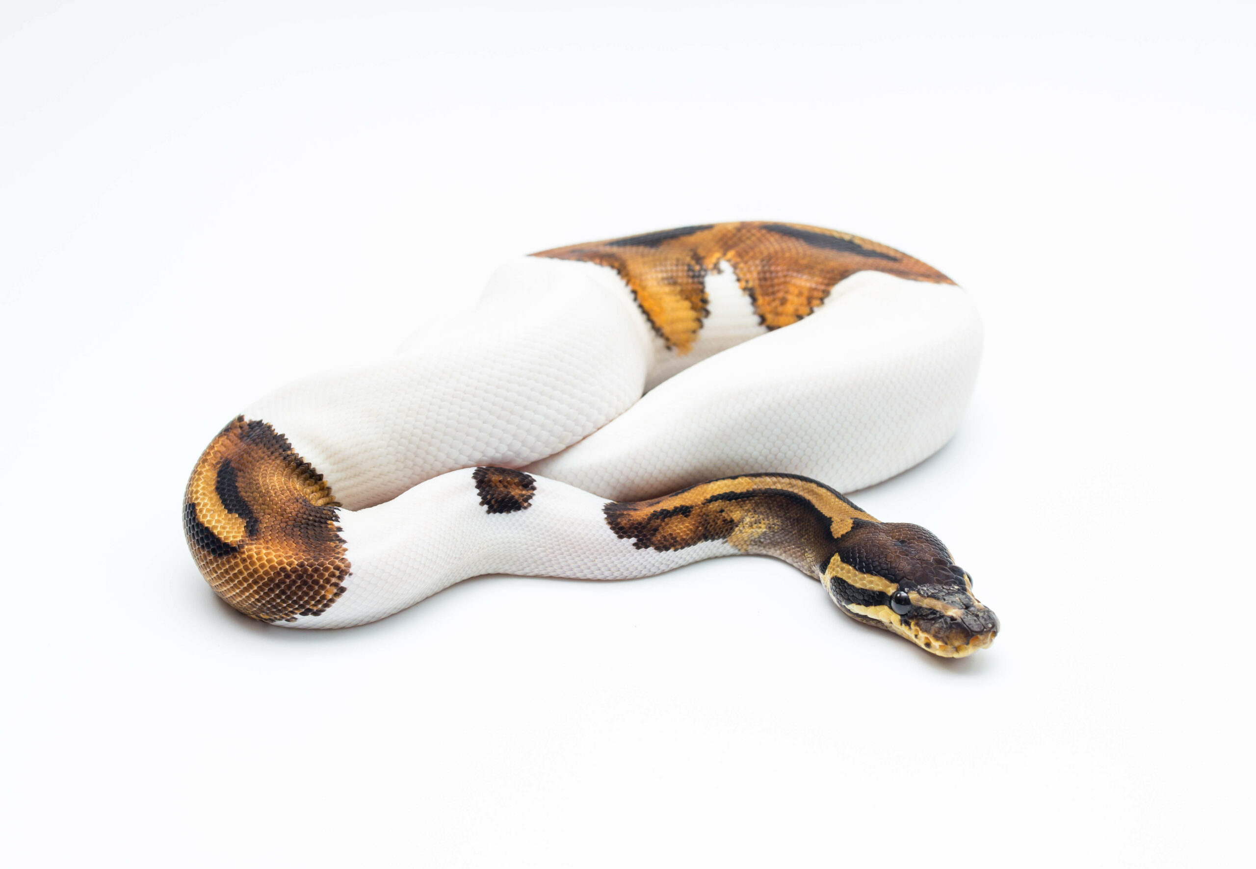 Python Book of Recipes #5 -A Delectable Palette: Exploring the Flavors ...